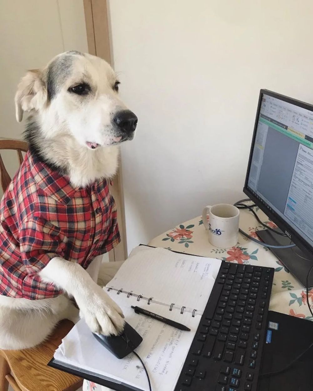 Dog